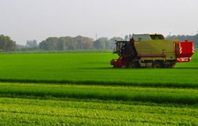 Gerstengras <br /> ORGANIC, 90 g Powder