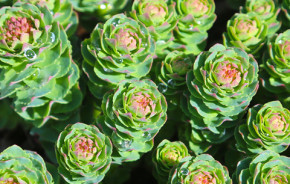Rhodiola rosea Plus <br /> 180 Kapseln (105 g)